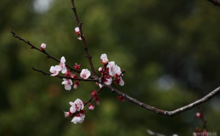 百花盛开的什么填空