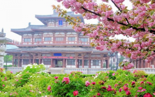 西安青龙寺门票,西安青龙寺的樱花开了没？还有青龙寺门票多少？