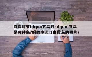 白露时节ldquo玄鸟归rdquo,玄鸟是哪种鸟?蚂蚁庄园（白露鸟的照片）