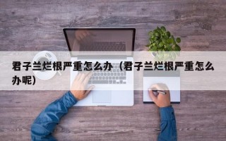 君子兰烂根严重怎么办（君子兰烂根严重怎么办呢）