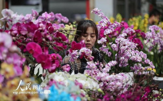 花朵网,花朵网的花朵大记事